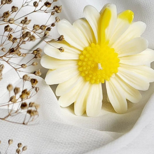 Discover Daisy Candle | NAV-CT-005 - Navam
